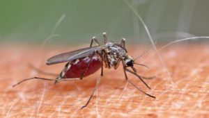 Kriebelmücken beißen wieder: Symptome und Tipps zur Bekämpfung