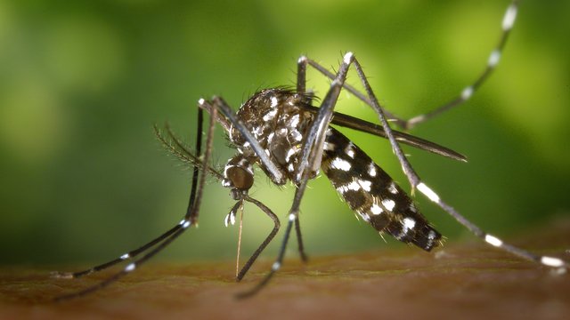 Kriebelmücken beißen wieder: Symptome & Tipps zur Bekämpfung