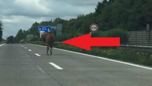 Autobahn-Drama! Elfjähriger fliegt auf A7 von Pferd – dann mach Tier Panik